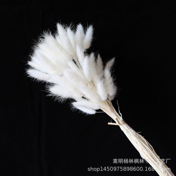 Rabbit Tail Dried Flower Bouquet Real Flower Immortal Flower Dog Tail Grass Rabbit Tail Grass Wholesale Home Decoration Photography Props